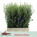 cons Delphinium bleu 70 - Fa. Klepper