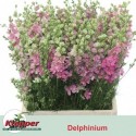 cons Delphinium rose 70 - Fa. Klepper