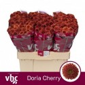 Chr s Doria Cherry - van Helvoort Company