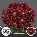 deco Mexicano DT G&G - G & G Flowers BV