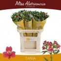 Alstr Tania 60gr - Miss Alstroemeria