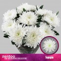 CHR G TOPSPIN - Zentoo