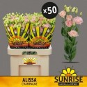 lysianthus G Alissa Champagne x50 -...