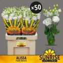lysianthus G Alissa Pure blanc x50 -...