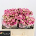 R branchue Super Sensation - Flora Ola Ltd.