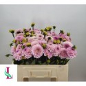 Dahlia Wizard of Oz - Mts. van der Linden...