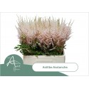 ASTIL JA AVALANCHE - van Aert Flowers