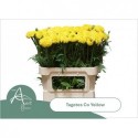 TAGE E CO YELLOW - van Aert Flowers
