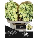 R branchue Ayala 50cm - Diepers Rosen