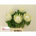 Protea Arctic Ice - Arnelia