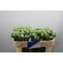papaver zaaddoos 60 - M. & A. Daling