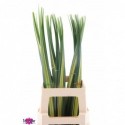 Pandanus Bont - Ter Haar Ornamental Fl