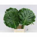 Monstera 35cm 70 - Kwekerij Figaro