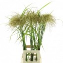 Miscanthus Nepalensis - K vd Spijk Produktie