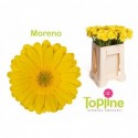 germini MORENO - Oudijk Gerbera
