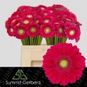 germini VIVIAN - Summit Klondike Gardens