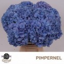 hortensia Pimpernel 60 - Rodewijk Hortensia
