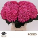 hortensia Rodeo rouge 60 cm - Rodewijk...
