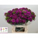 Dianthus Sweet Magenta Bicolour 60996 -...