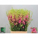 CONS Rose_80cm - Bloemenkwekerij Daling