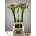 Allium Nigrum 80 - Gia Flowers