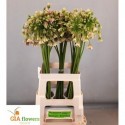 Allium Siculum - Gia Flowers