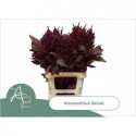 AMAR CR VELVET - van Aert Flowers