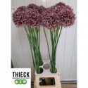 Allium Purple Mystery 95cm 40st - Thieck...