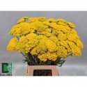 Achilea Parker's_Variety_70cmKL -...