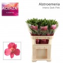 ALSTR INTENZ DA PINK - Together2Grow