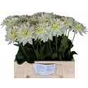 Dahlia karma maarten zwaan 60 cm - Franke...