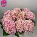hortensia verena Classic roze 60 -...
