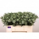 chardon planum Gemini Questar - Marginpar...