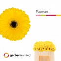 Germini pacman - Gerbera United