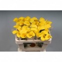 calla GOLDCUP - KALLALAND