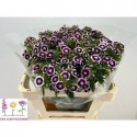 Dianthus Sweet Bicolour 55996 - Van Alem...