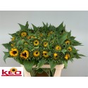 soleil AN SUNRICH OR - .