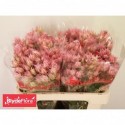 Serruria Ayoba Shooting Star - BlydeFlora