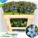 Oxypetalum Puur Blue - eGreen BV