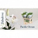 lilium Pacific Ocean 2 kuipje - Fabulove...