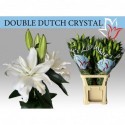lilium Double Dutch Crystal - VOF Dolf de...