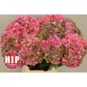 hortensia Rodeo Classic Oud Roze - Groen...