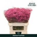 GYPS KLB H% CERISE - Jimmy Colors BV