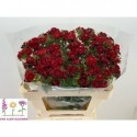 Dianthus Sweet Red 55996 - Van Alem Bloemen