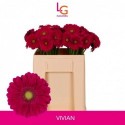 germini Vivian - Klein fust (555) - LG...