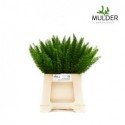 ASP DENS MYERS 40CM - Asparagus Mulder