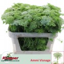 Ammi Casablanca blanc 70 - Fa. Klepper