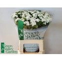 Dianthus barbatus 'Sweet Will blanc' -...