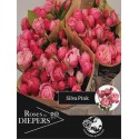 R branchue Silva Pink 50 - Diepers Rosen