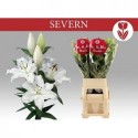lilium SEVERN - Kwekerij A en L Duin